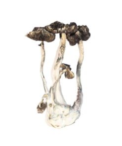 Kup Albino Penis Envy (APE) – Najsilniejsze Magiczne Grzyby