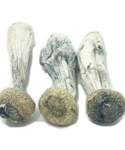 Avery's Albino Penis Envy – Prawdziwie Albinotyczne Grzyby Magiczne