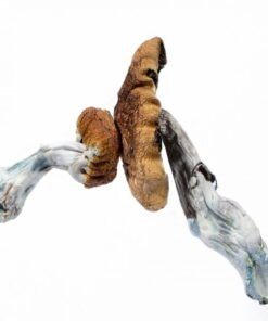 Kup Prawdziwe Blue Meanie – Panaeolus cyanescens