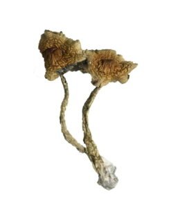 Kup Cambodian Magic Mushrooms – Energetyczne i Transcendentalne Doświadczenie