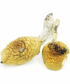 Kup Grzyby Golden Teacher