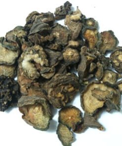 Peyote – Kup Suszone Guziki Peyote (Lophophora williamsii)