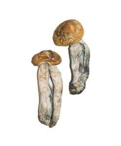 Kup Psilocybe Cubensis Mexicana (Big Mex) - Sprawdzone Grzyby Halucynogenne